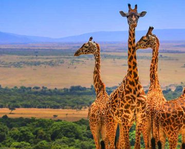 6 days Uganda Gorillas & Wildlife Safari