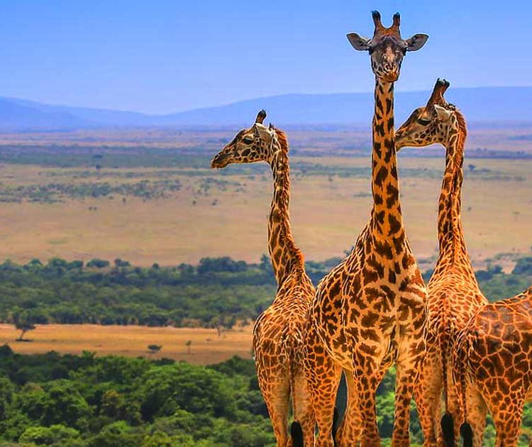 6 days Uganda Gorillas & Wildlife Safari
