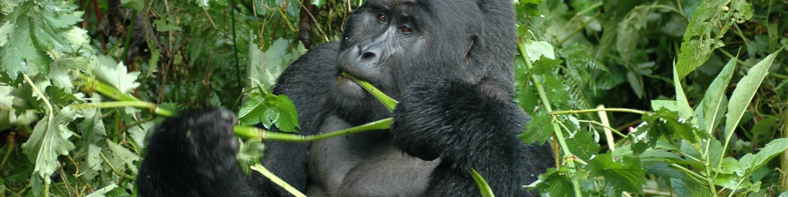 8 Days Uganda Primates Safari