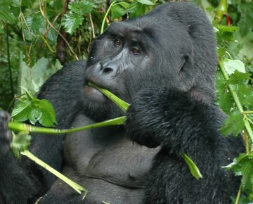 8 Days Uganda Primates Safari