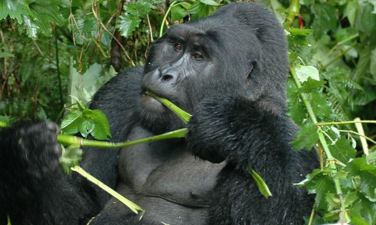 8 Days Uganda Primates Safari