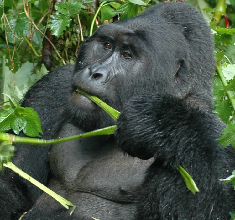 8 Days Uganda Primates Safari