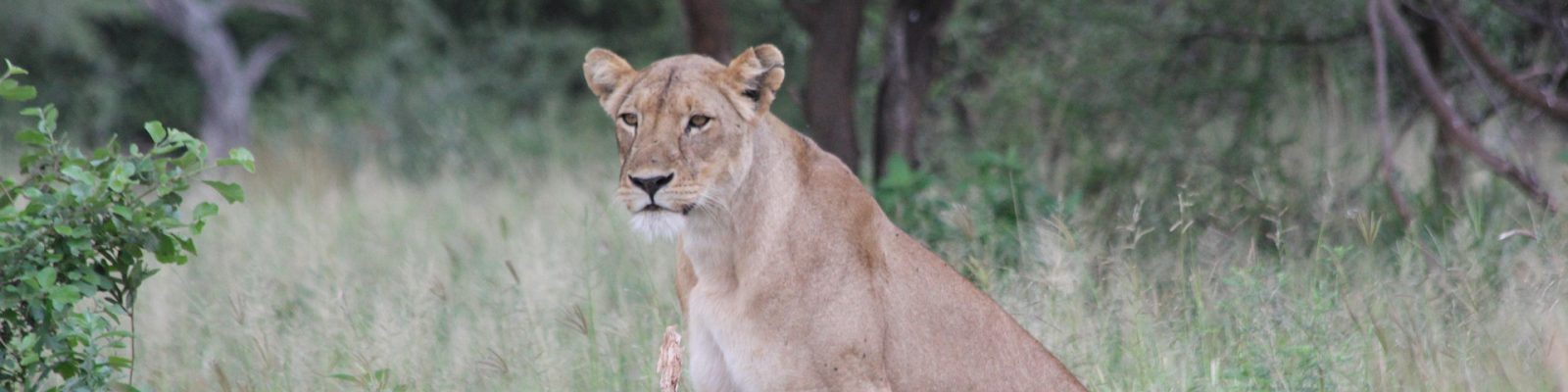 Lion Tracking In Queen Elizabeth National Park