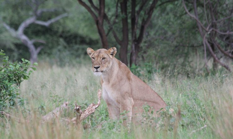 Lion Tracking In Queen Elizabeth National Park