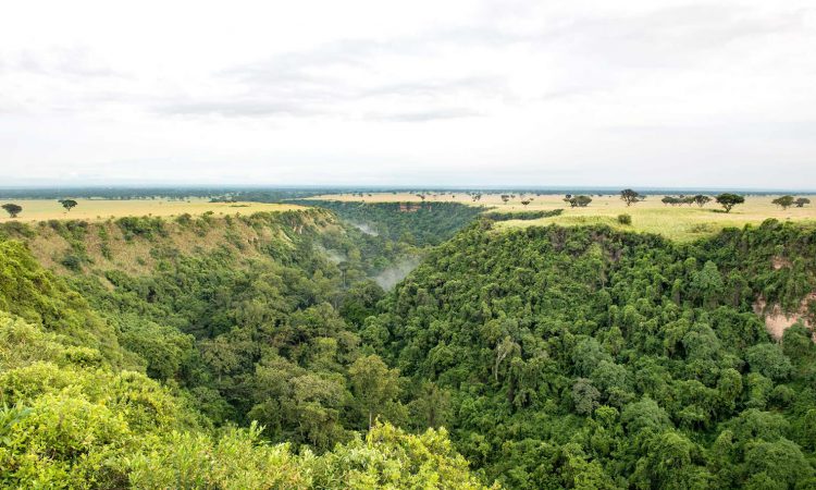 Chimpanzee Tracking at Kyambura Gorge