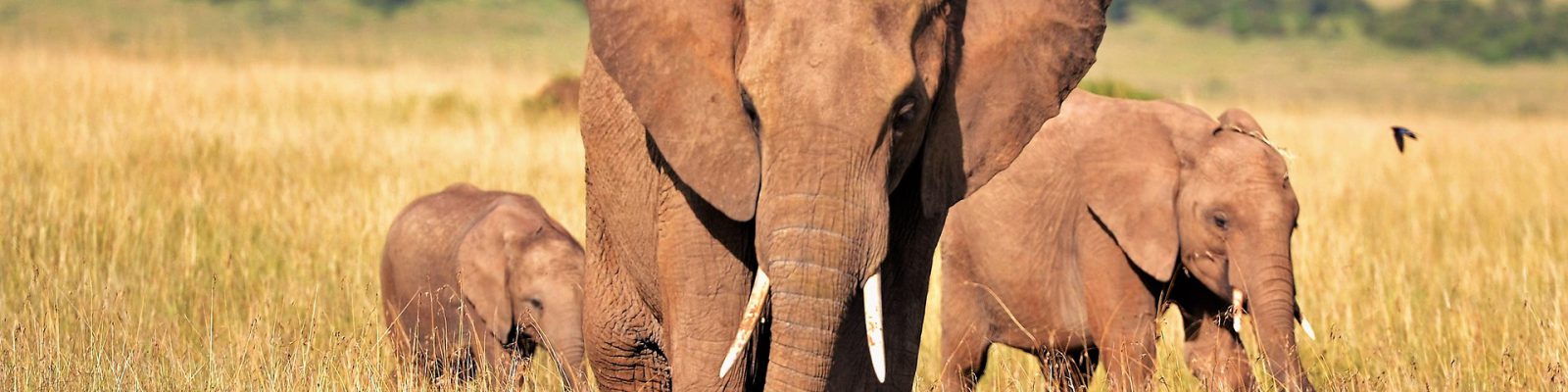 5 Days Rwanda Wildlife Safari