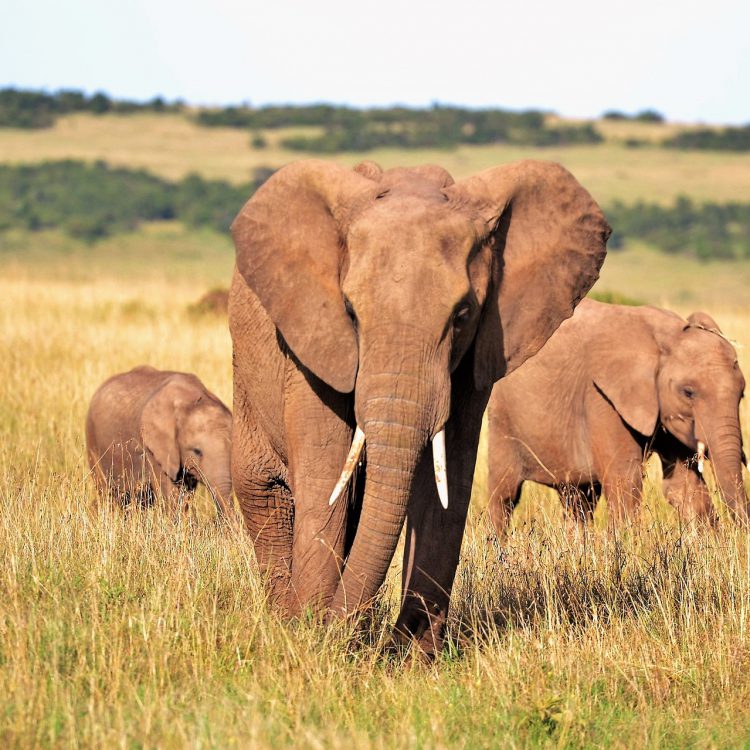 5 Days Rwanda Wildlife Safari