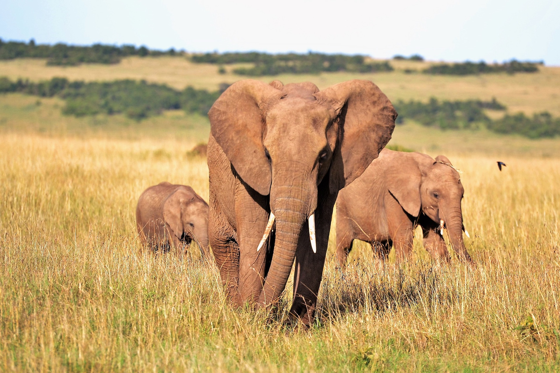 African elephant herd Queen Elizabeth safari Uganda