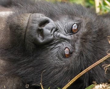 5 Days Rwanda Primate Tour