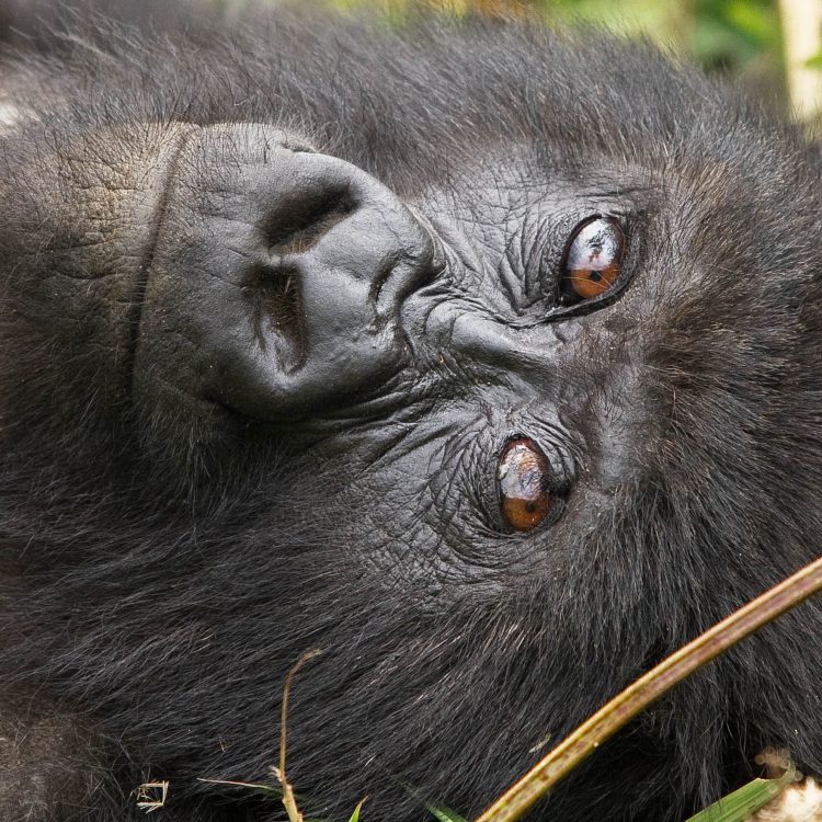 5 Days Rwanda Primate Tour