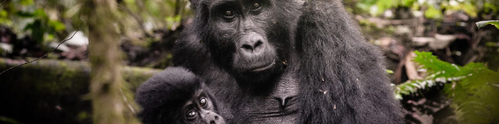 4 Days Double Rwanda Gorilla Trekking