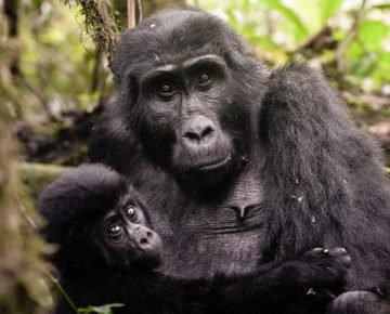 4 Days Double Rwanda Gorilla Trekking