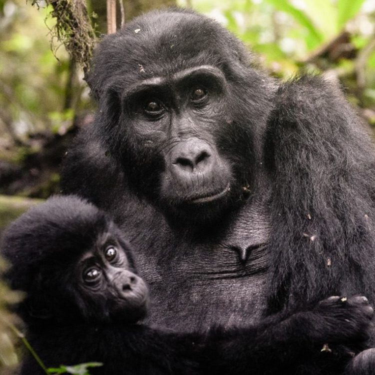 4 Days Double Rwanda Gorilla Trekking