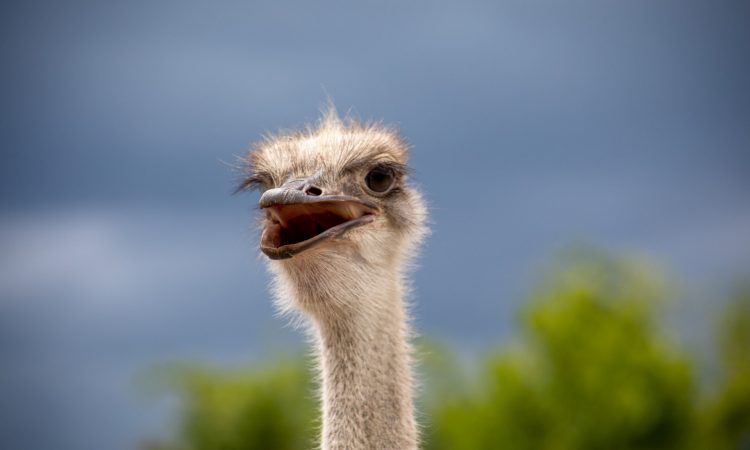 Ostriches in Uganda