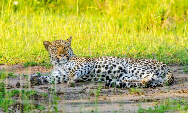Top things to do and see in Queen Elizabeth National Park