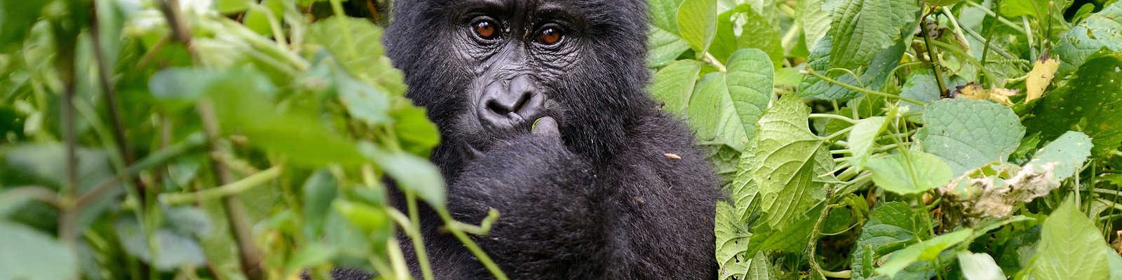 5 Days Double Gorilla Safari