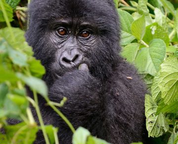 5 Days Double Gorilla Safari