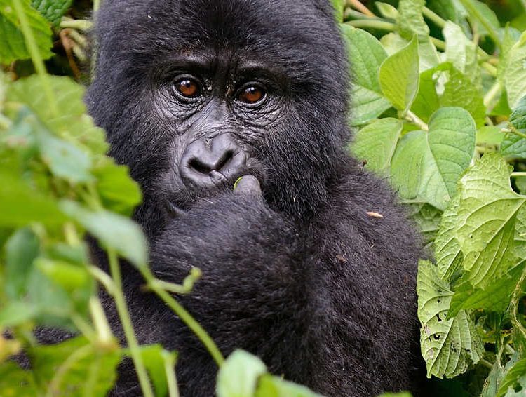 5 Days Double Gorilla Safari