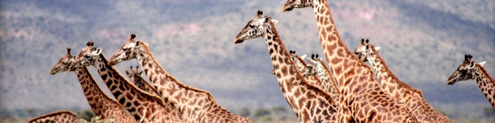 Akagera National Park