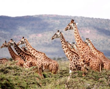 Akagera National Park