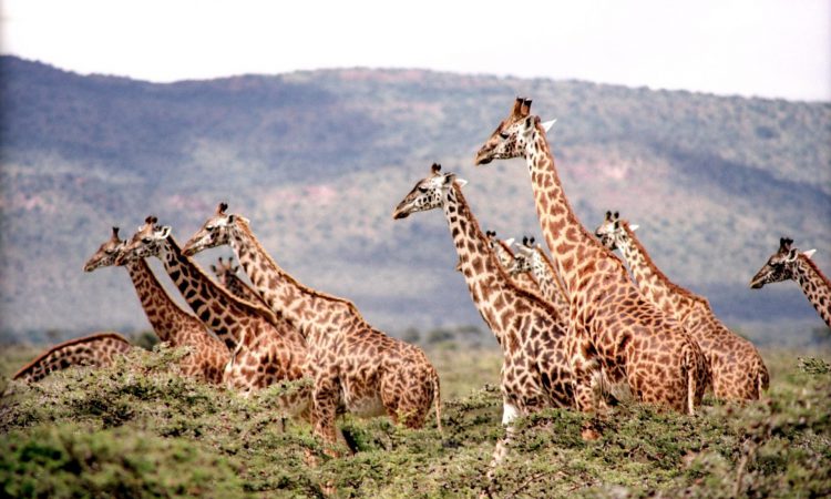 Akagera National Park