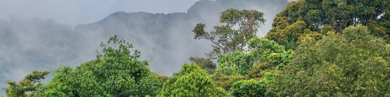 Nyungwe Forest National Park