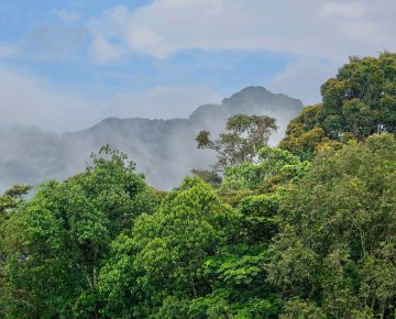 Nyungwe Forest National Park