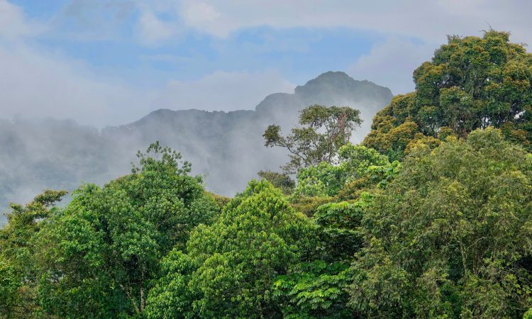 Nyungwe Forest National Park
