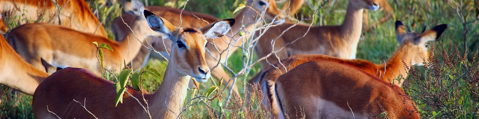 Lake Mburo National Park