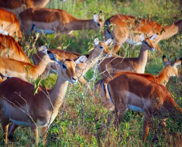 Lake Mburo National Park