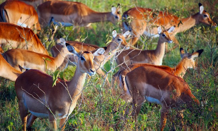 Lake Mburo National Park