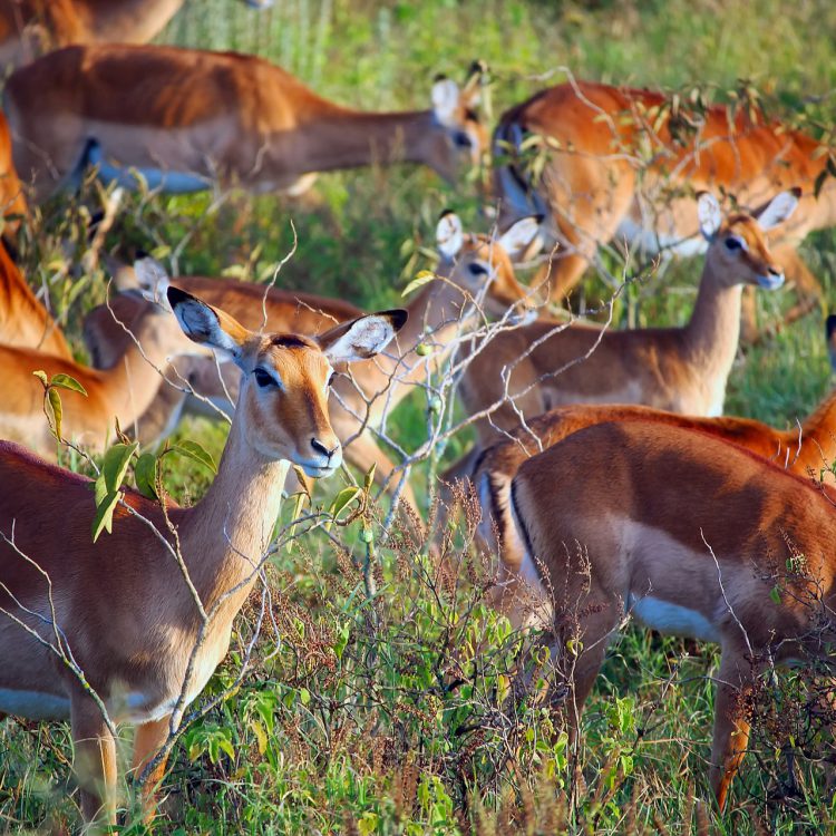 Lake Mburo National Park