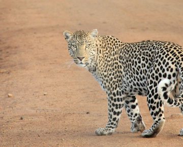 3 Days Akagera Wildlife Tour