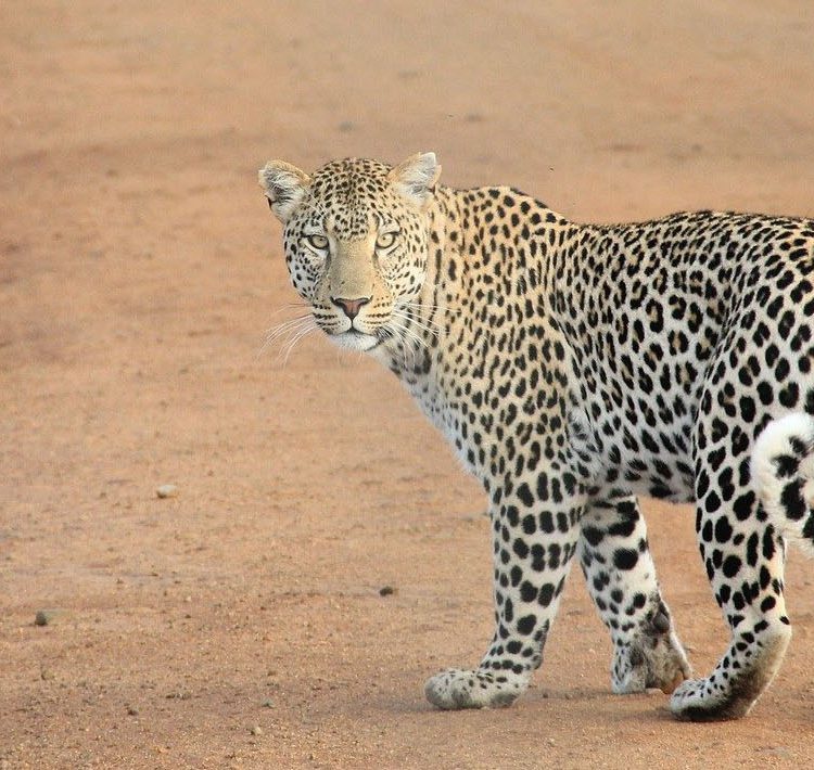 3 Days Akagera Wildlife Tour