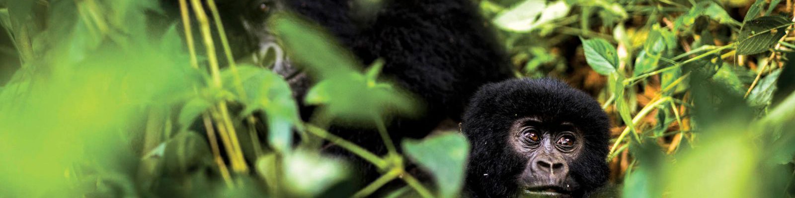 Top Activities to do in Volcanoes National Park
