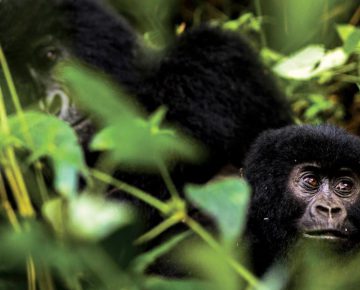 Top Activities to do in Volcanoes National Park