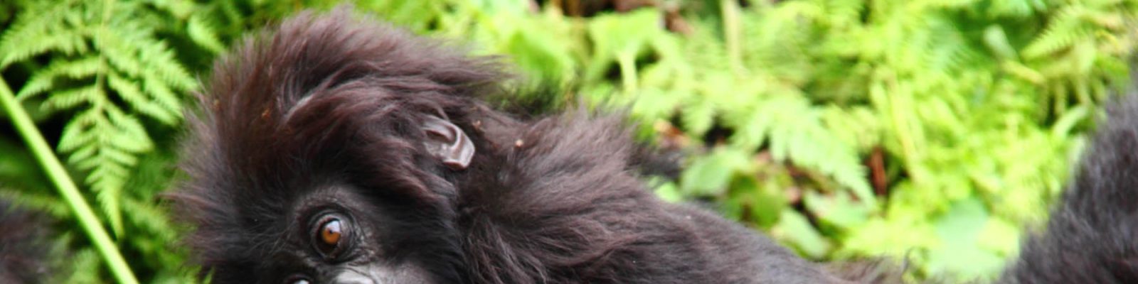 Gorilla Families in Volcanoes National Park Rwanda