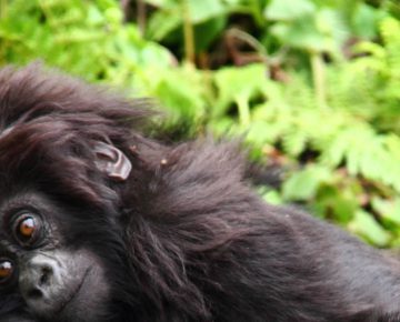 Gorilla Families in Volcanoes National Park Rwanda