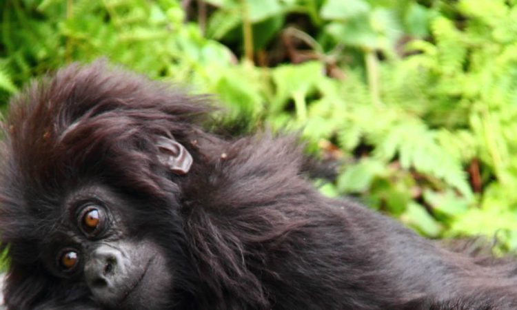 Gorilla Families in Volcanoes National Park Rwanda