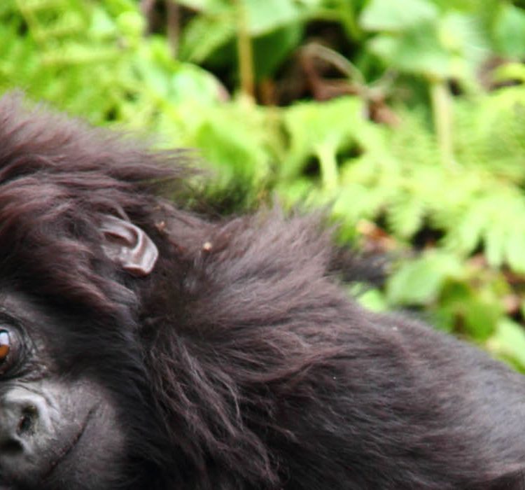 Gorilla Families in Volcanoes National Park Rwanda