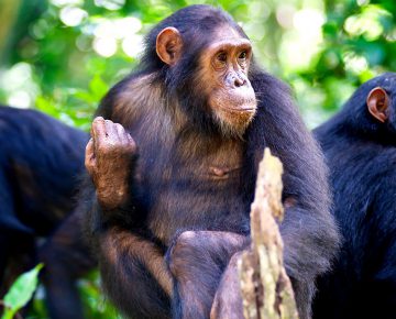 4 Days Bwindi Gorillas & Ngamba Chimps