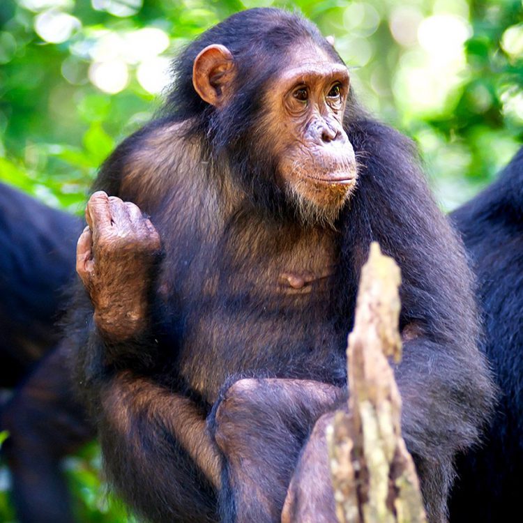 4 Days Bwindi Gorillas & Ngamba Chimps