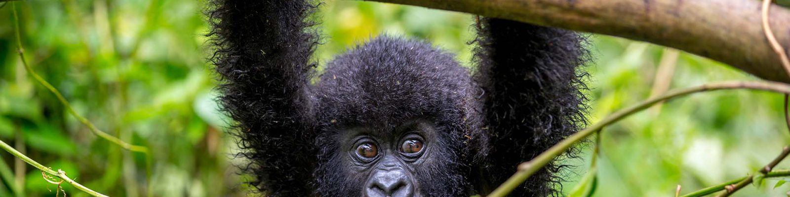 POST COVID19 GORILLA SAFARIS IN UGANDA