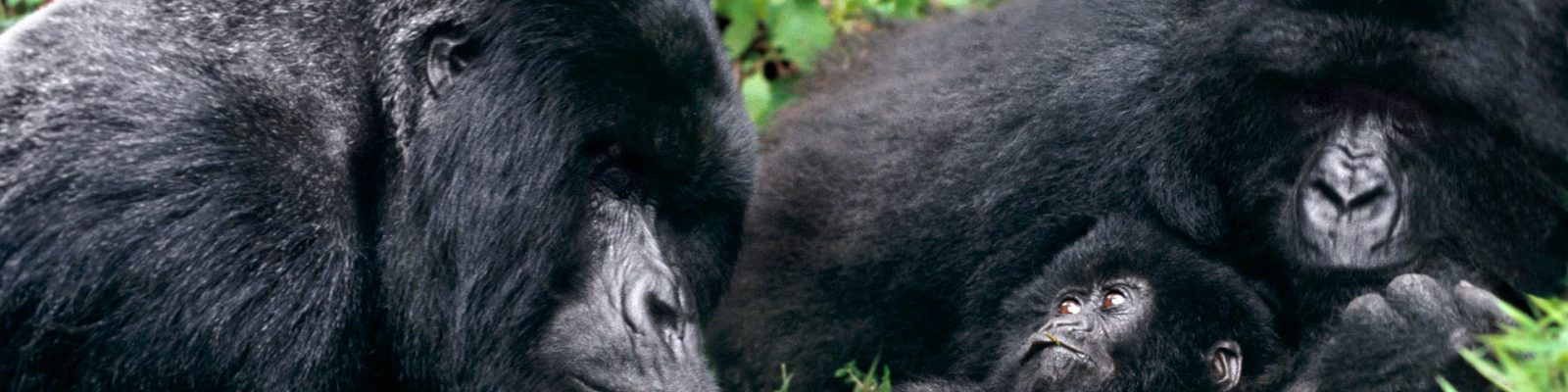Gorilla Habituation Experience