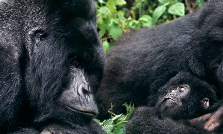 Gorilla Habituation Experience