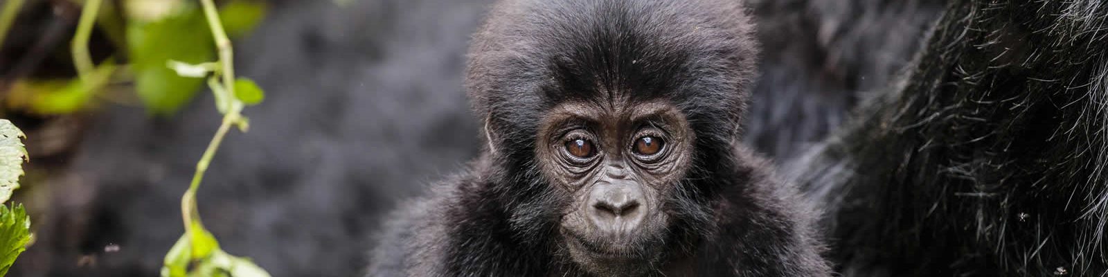 RWANDA CUTS GORILLA PERMIT COSTS DUE TO COVID 19 PANDEMIC
