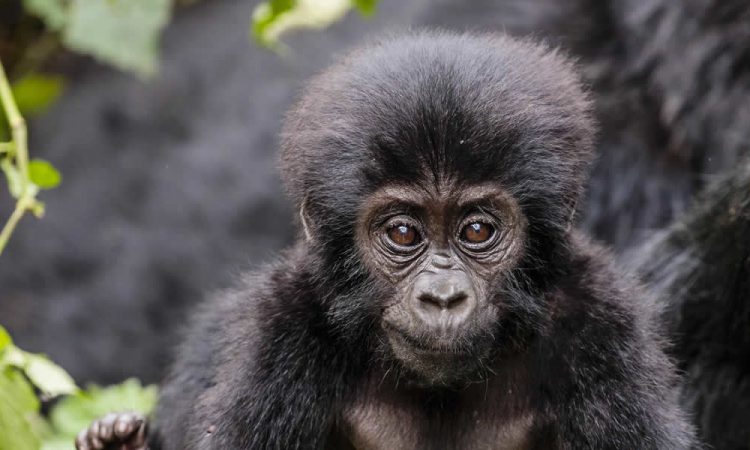 RWANDA CUTS GORILLA PERMIT COSTS DUE TO COVID 19 PANDEMIC