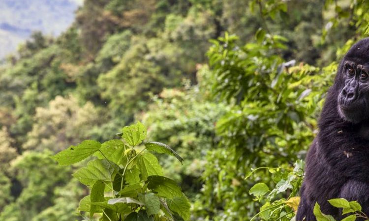 Gorilla trekking rules