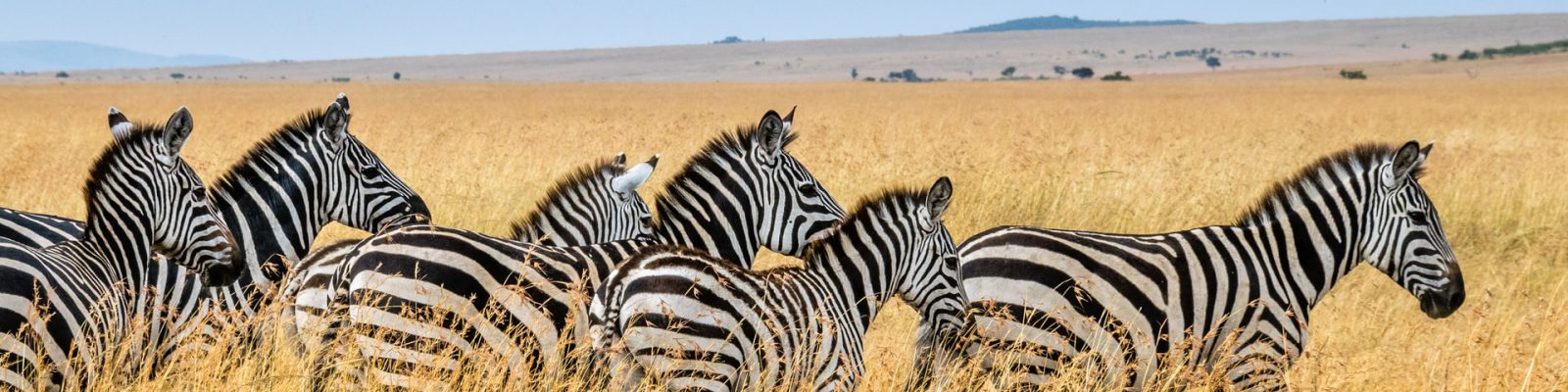 21 Days Uganda Wildlife Safari