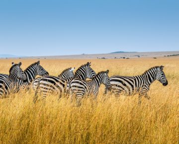 21 Days Uganda Wildlife Safari